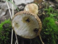 Dickschaliger Kartoffelbovist